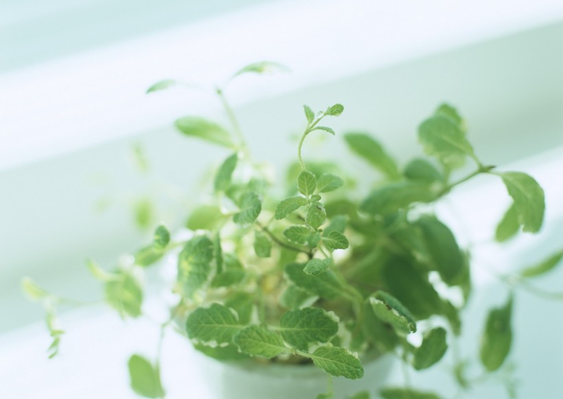 家居花草植物盆栽摆设图片大全