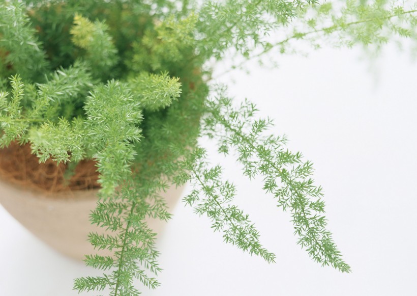 家居花草植物盆栽摆设图片大全