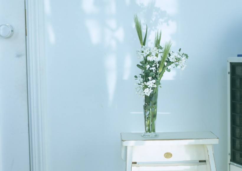 家居花草植物盆栽摆设图片大全