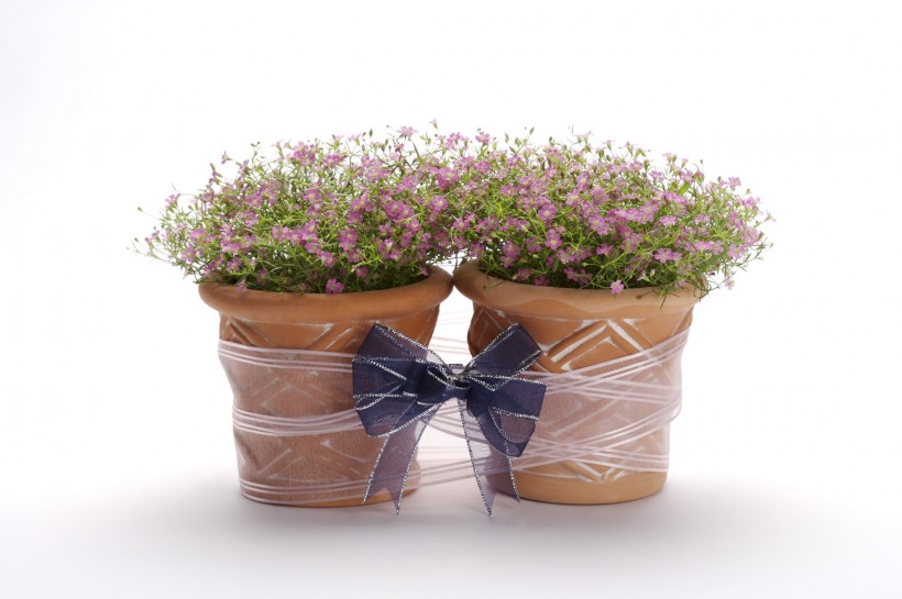 家居静物盆栽特写图片