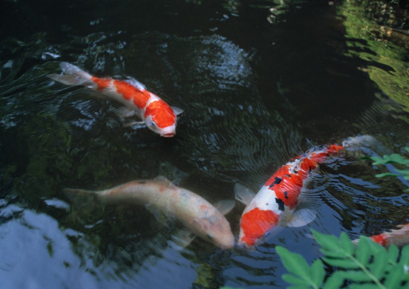 日式房子图片大全