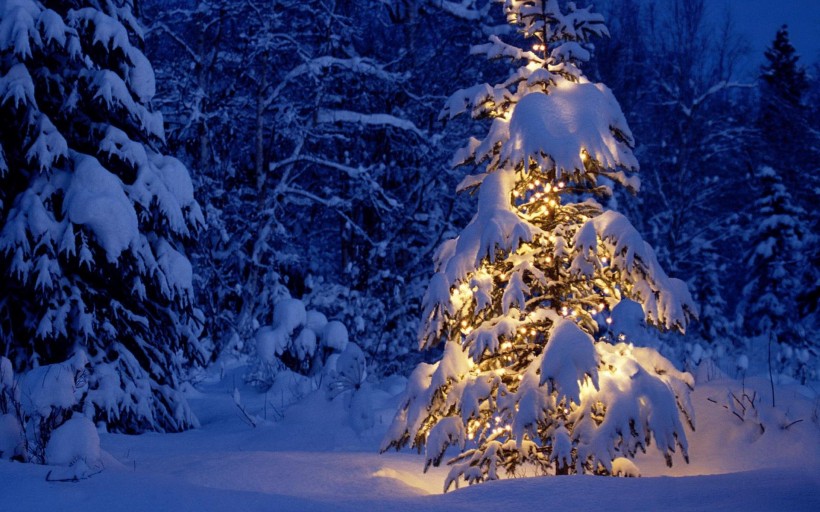 璀璨圣诞树图片大全