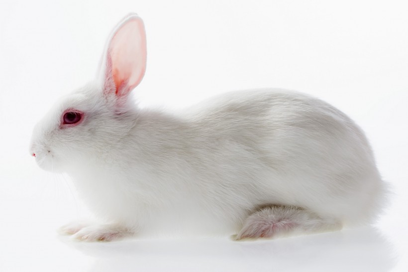 复活节兔子图片