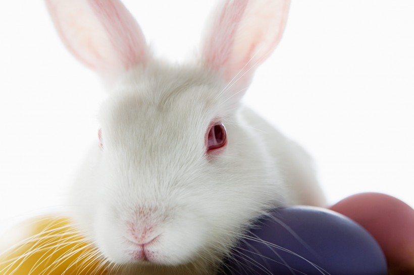 复活节兔子图片