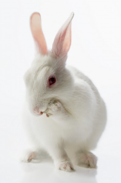 复活节兔子图片