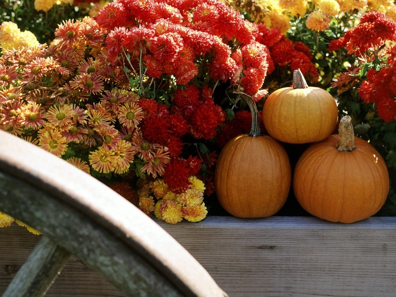 万圣节南瓜图片大全