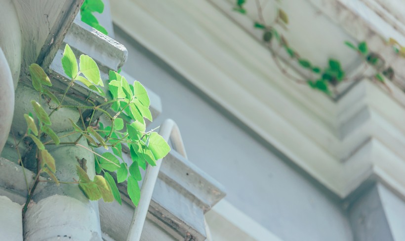 清新的绿叶素材图片大全