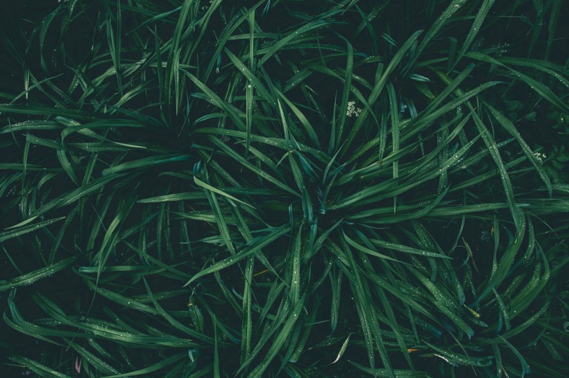 绿叶背景素材图片