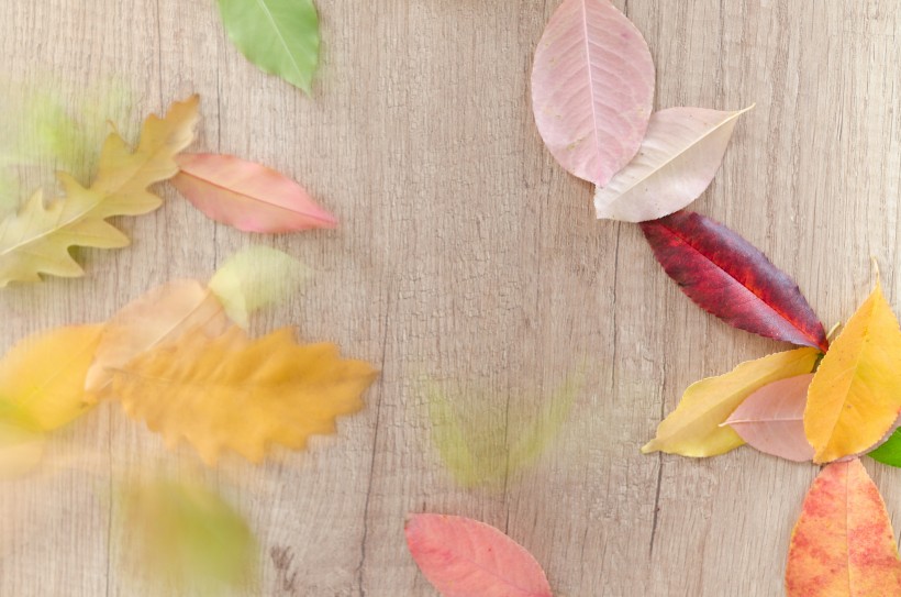 放着叶子的木板背景素材图片