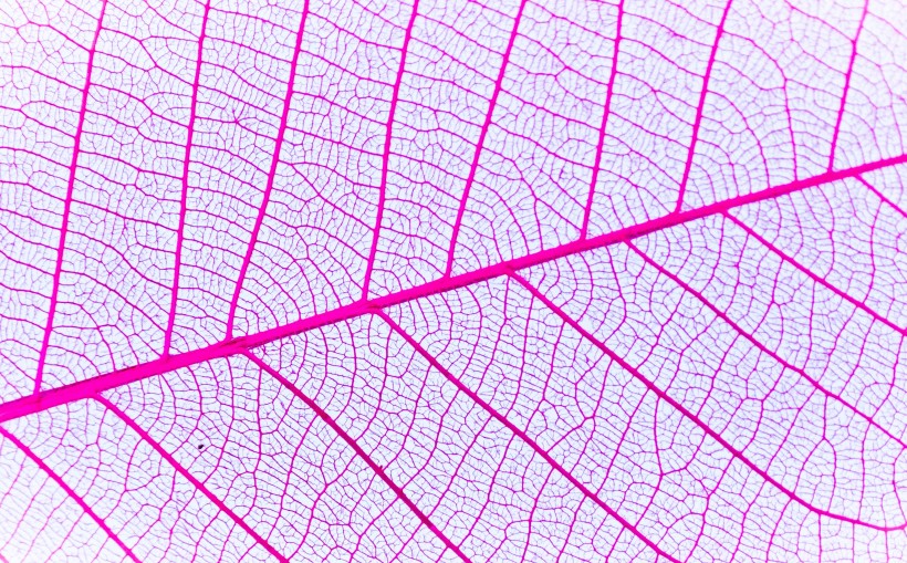 玫红色叶子素材图片