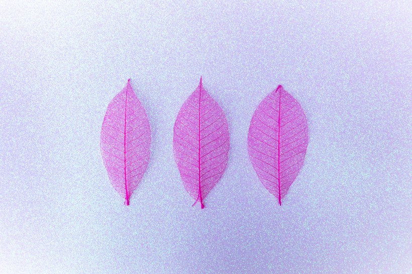 玫红色叶子素材图片