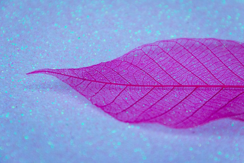 玫红色叶子素材图片