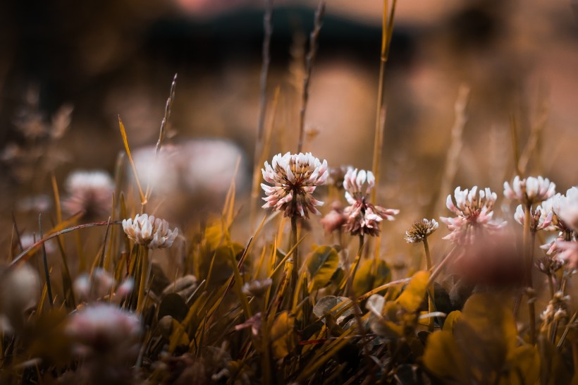 复古色调的植物背景素材图片