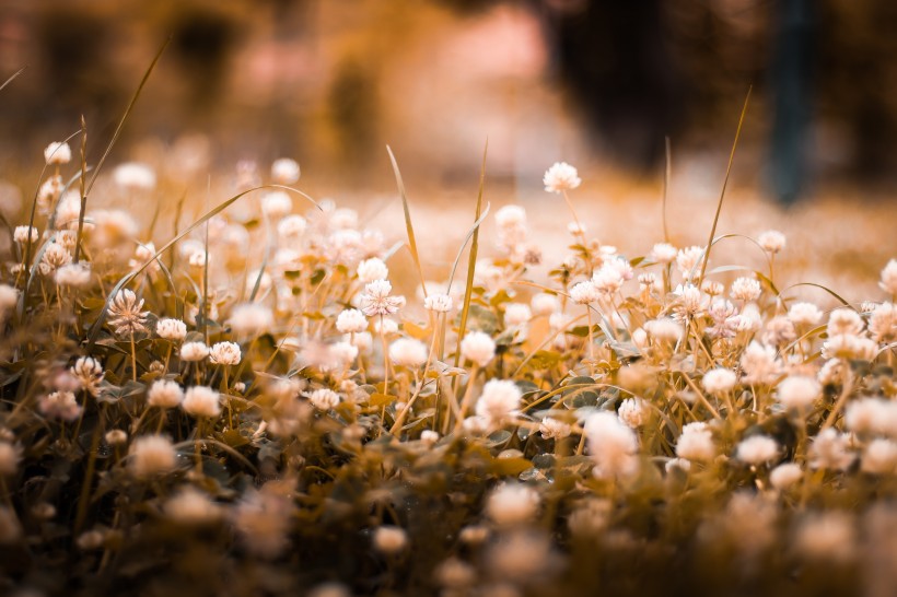 复古色调的植物背景素材图片