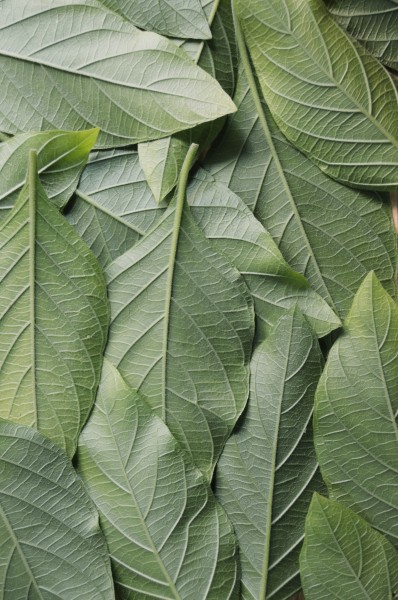 层叠的绿叶背景素材图片