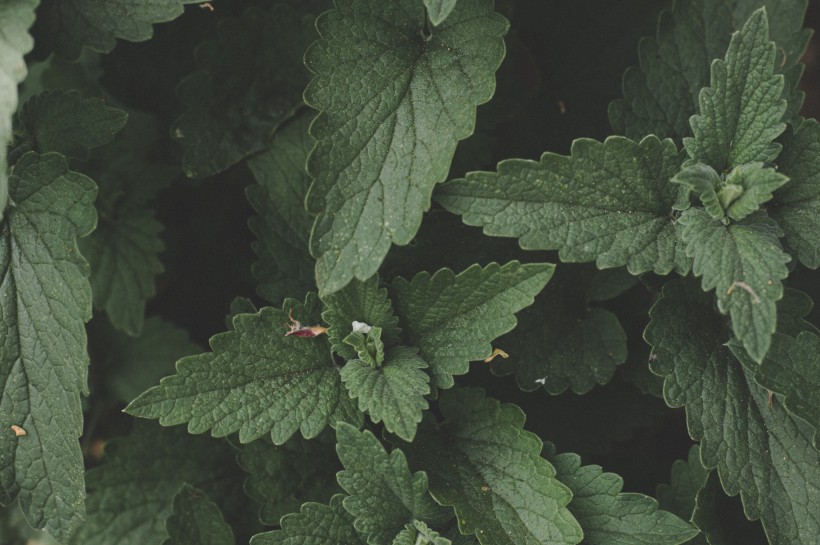 层叠的绿叶背景素材图片