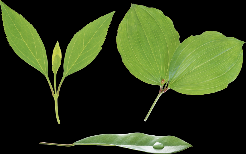 绿色的叶子素材图片