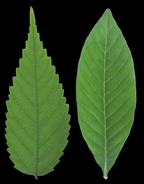 绿色的叶子素材图片