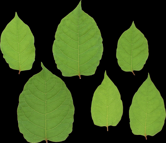 绿色的叶子素材图片