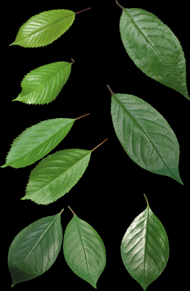 绿色的叶子素材图片