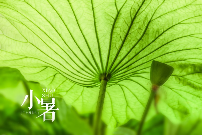 24节气小暑设计素材图片