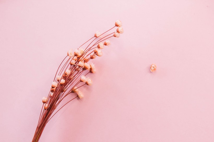 文艺小清新干花背景图片