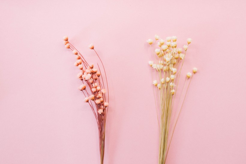 文艺小清新干花背景图片