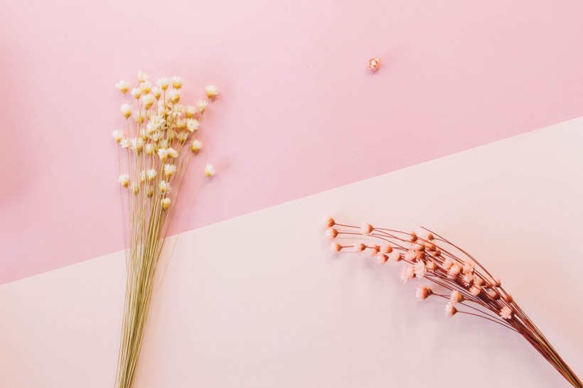 文艺小清新干花背景图片