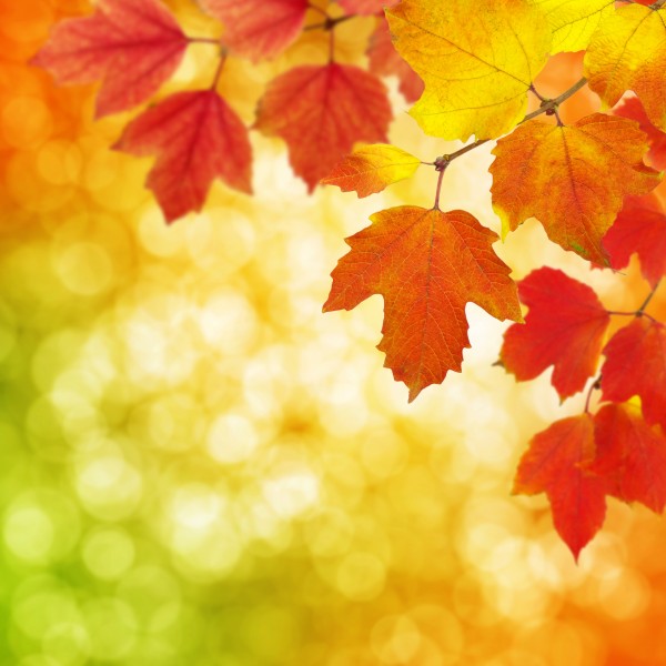 枫叶背景图案素材图片