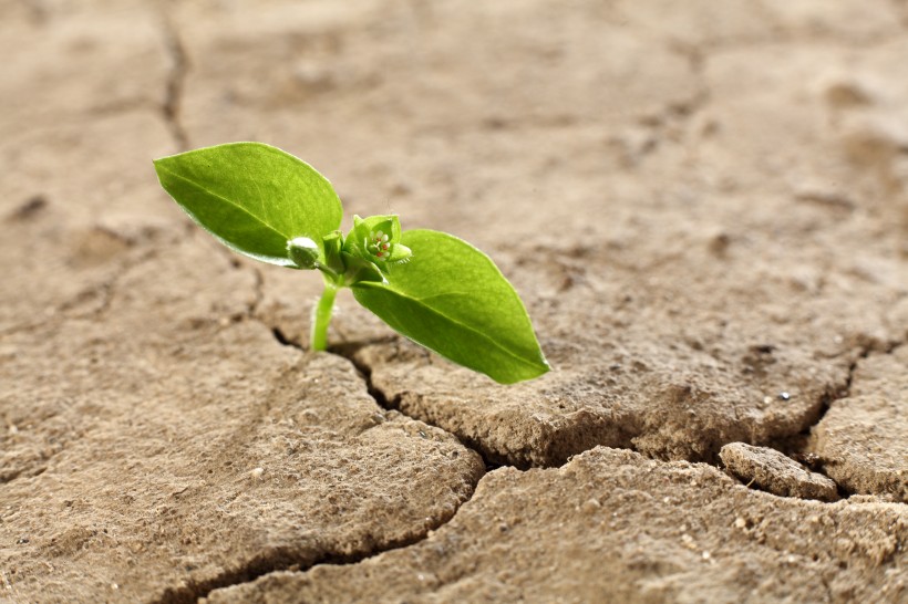 寓意生命的绿色新芽图片
