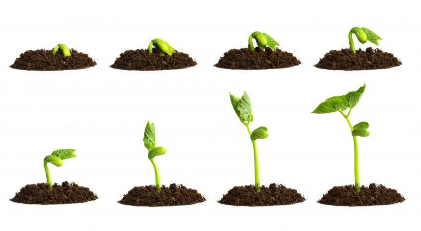 寓意生命的绿色新芽图片