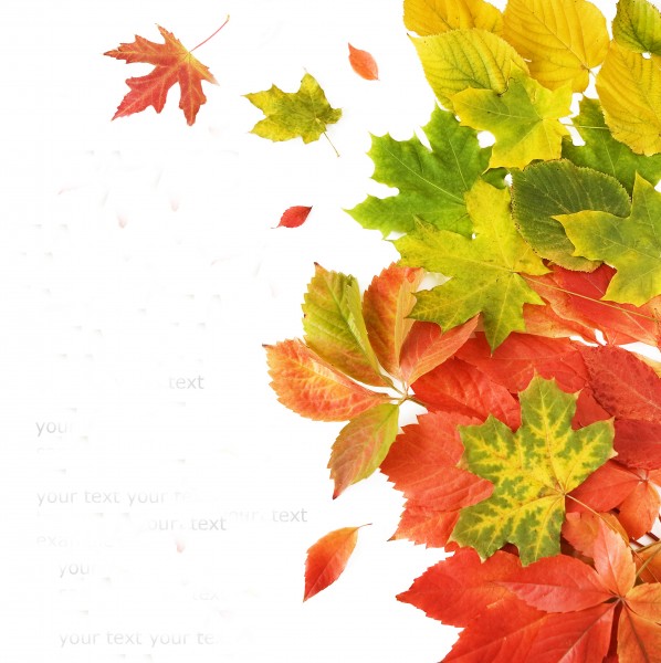 枫叶背景贺卡图片大全