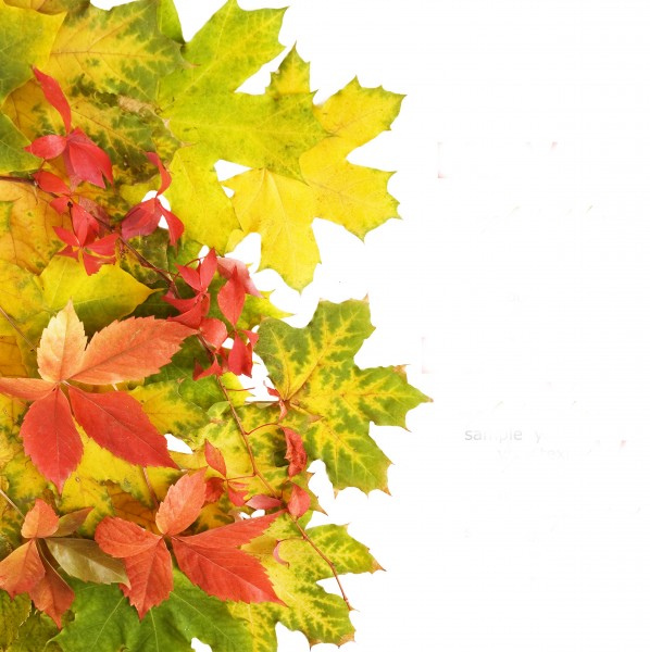 枫叶背景贺卡图片大全