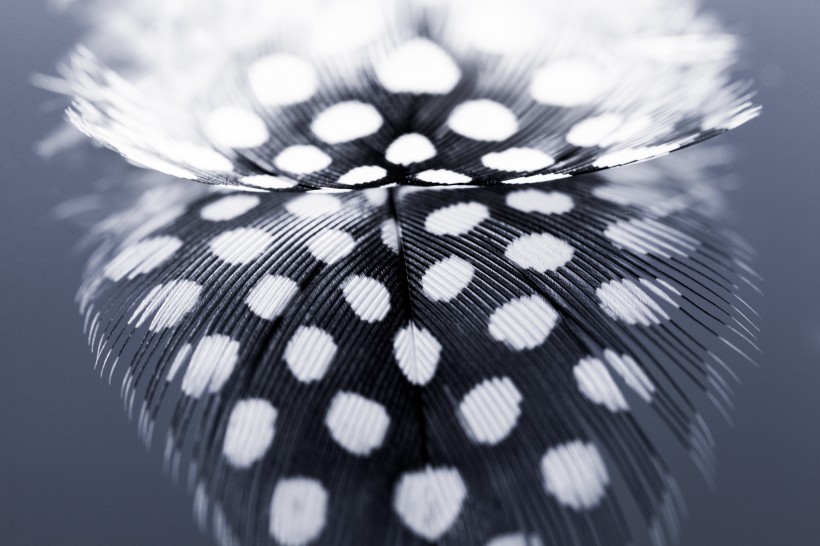 漂亮的羽毛图片大全