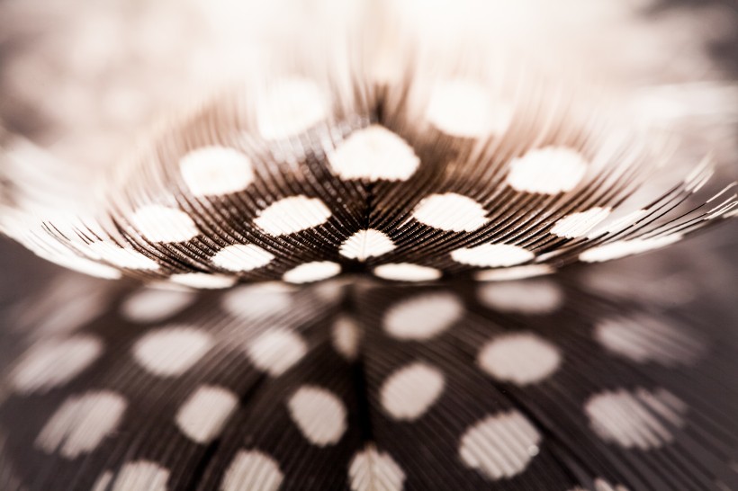 漂亮的羽毛图片大全