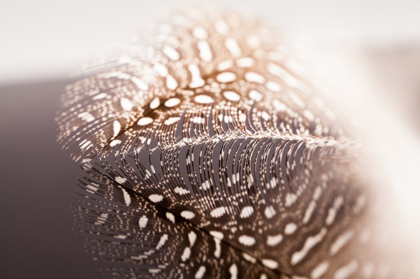 漂亮的羽毛图片大全