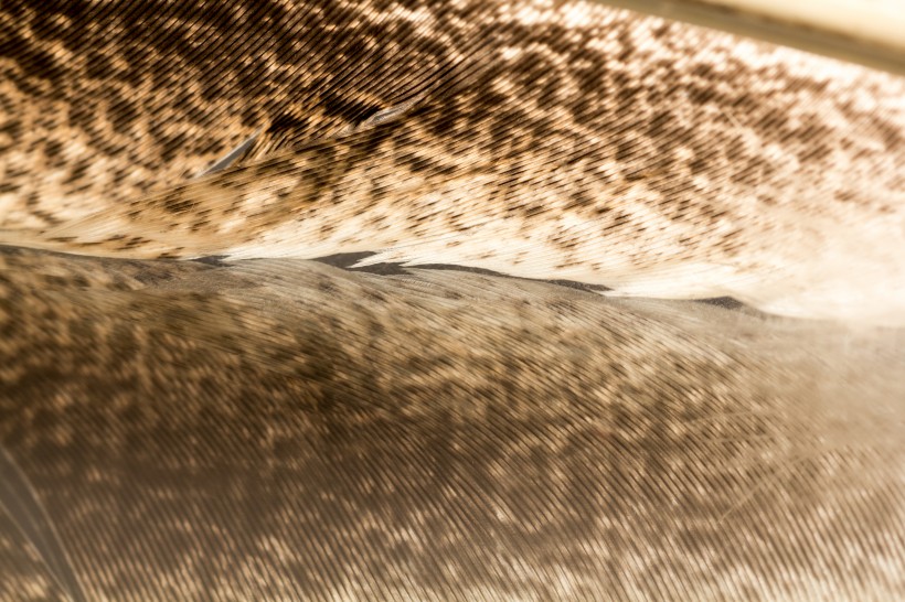 漂亮的羽毛图片大全