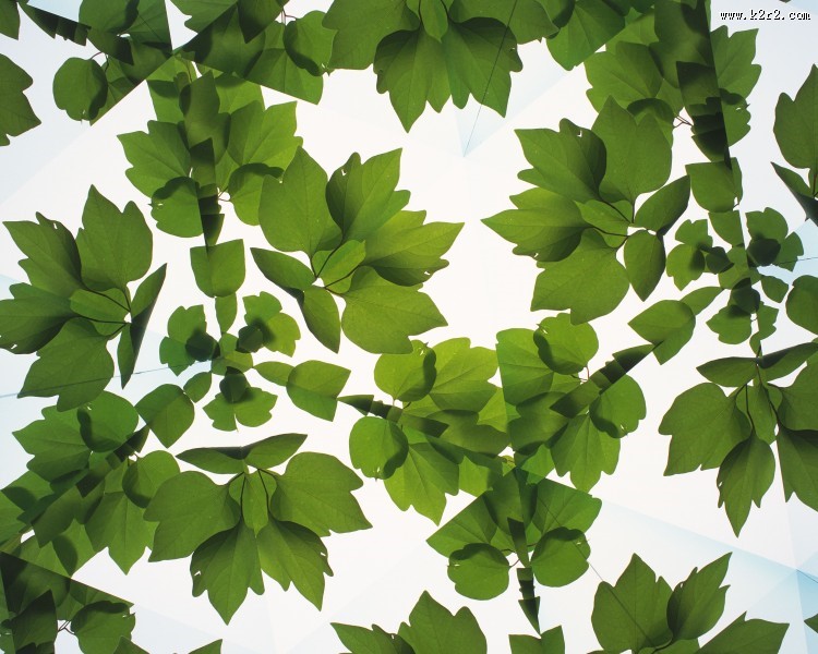 对称的植物花卉背景图片大全