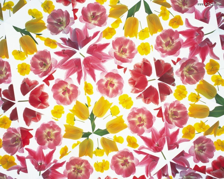 对称的植物花卉背景图片大全