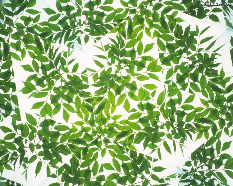 对称的植物花卉背景图片大全