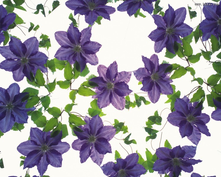 对称的植物花卉背景图片大全