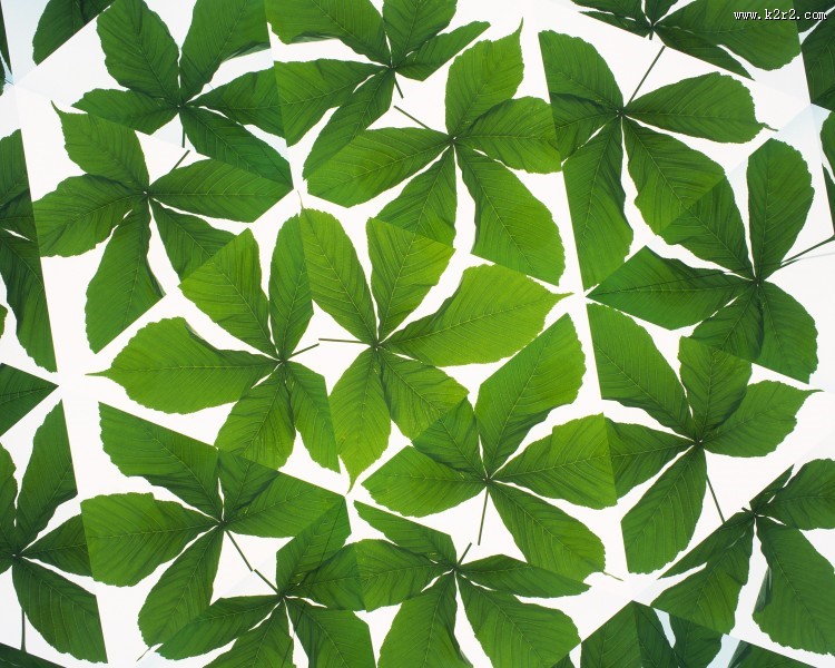 对称的植物花卉背景图片大全