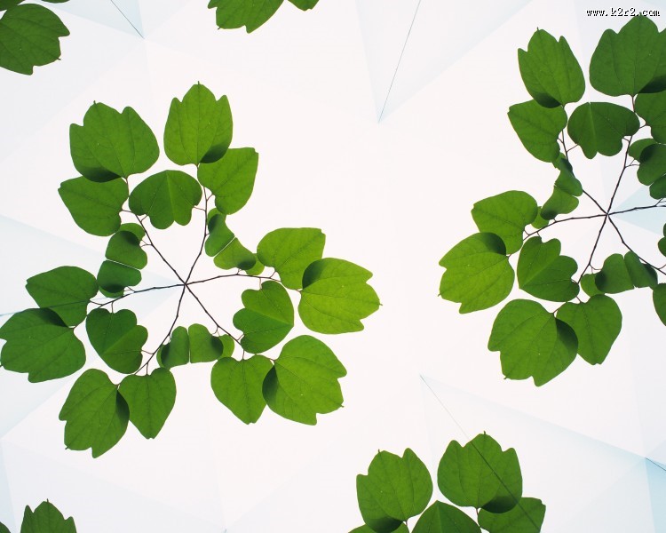 对称的植物花卉背景图片大全