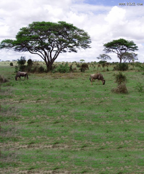婚纱背景高清图片（一）