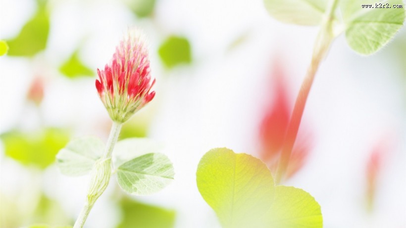 清新素雅花朵素材图片