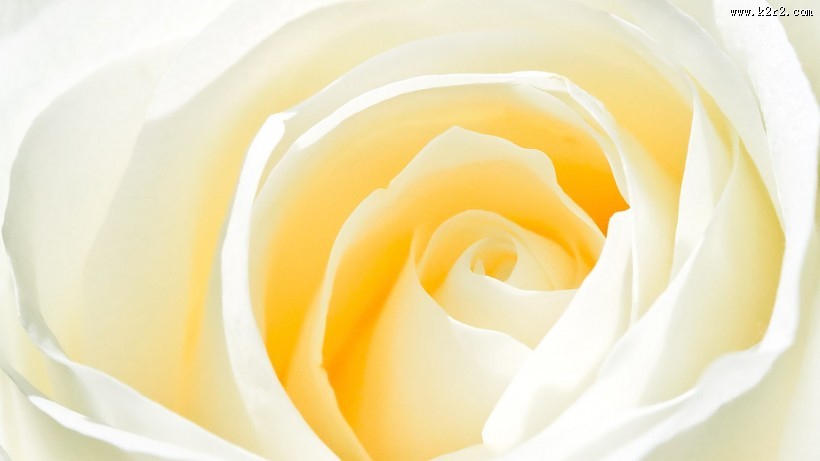 清新素雅花朵素材图片