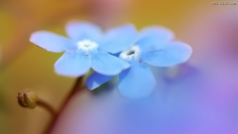 清新素雅花朵素材图片