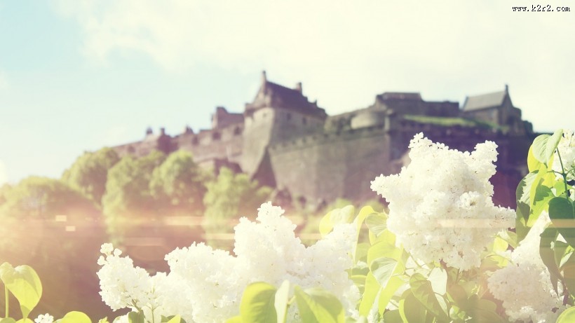 清新素雅花朵素材图片