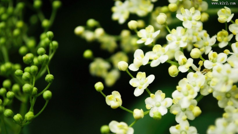 清新素雅花朵素材图片