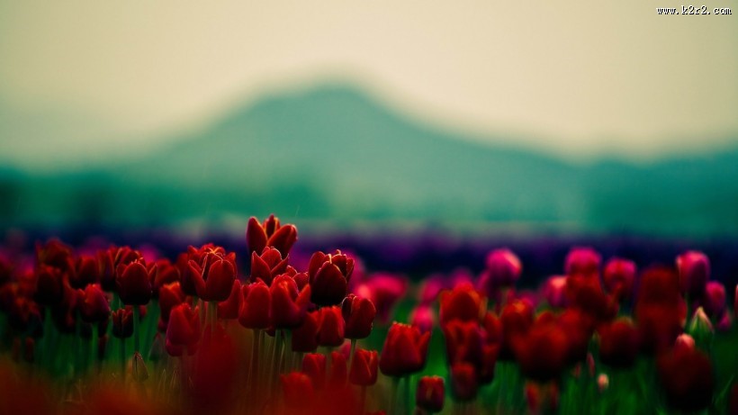 唯美郁金香图片